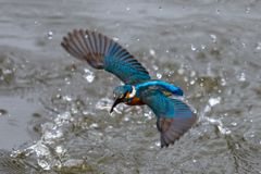 今日のカワセミ