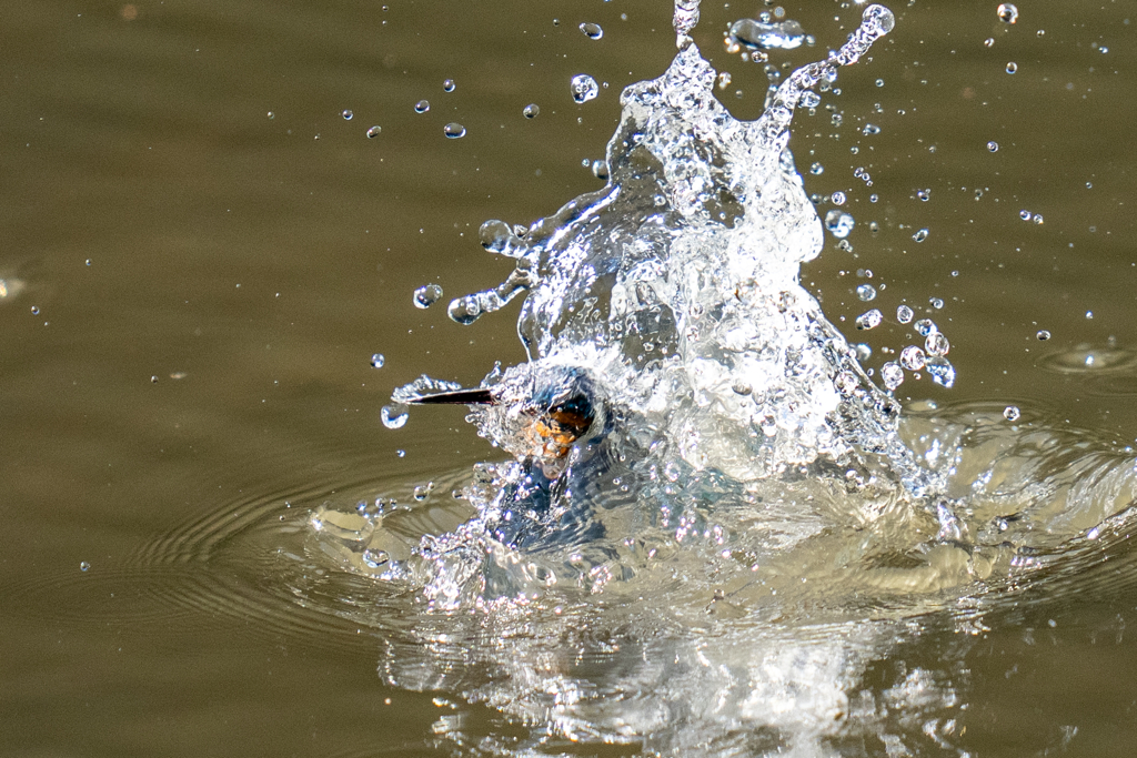昨日のカワセミ