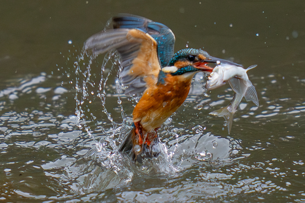 今日のカワセミ