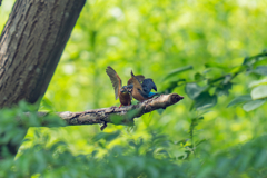 カワセミの生活