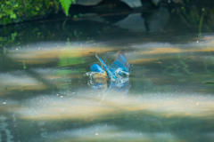 カワセミの生活