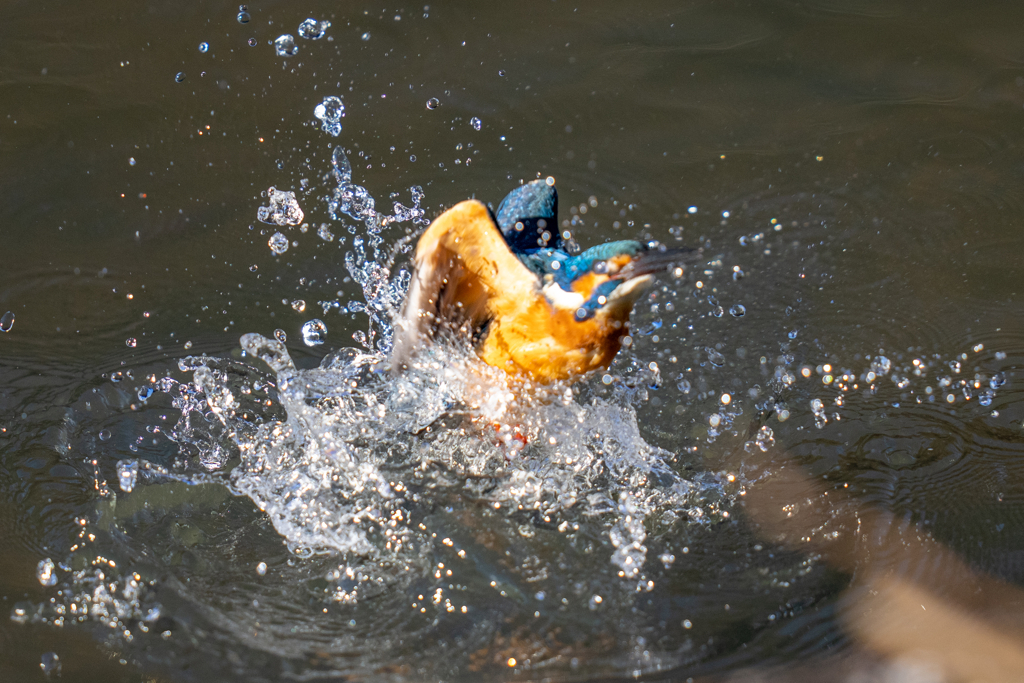 クリスマスカワセミ