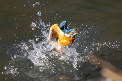 クリスマスカワセミ