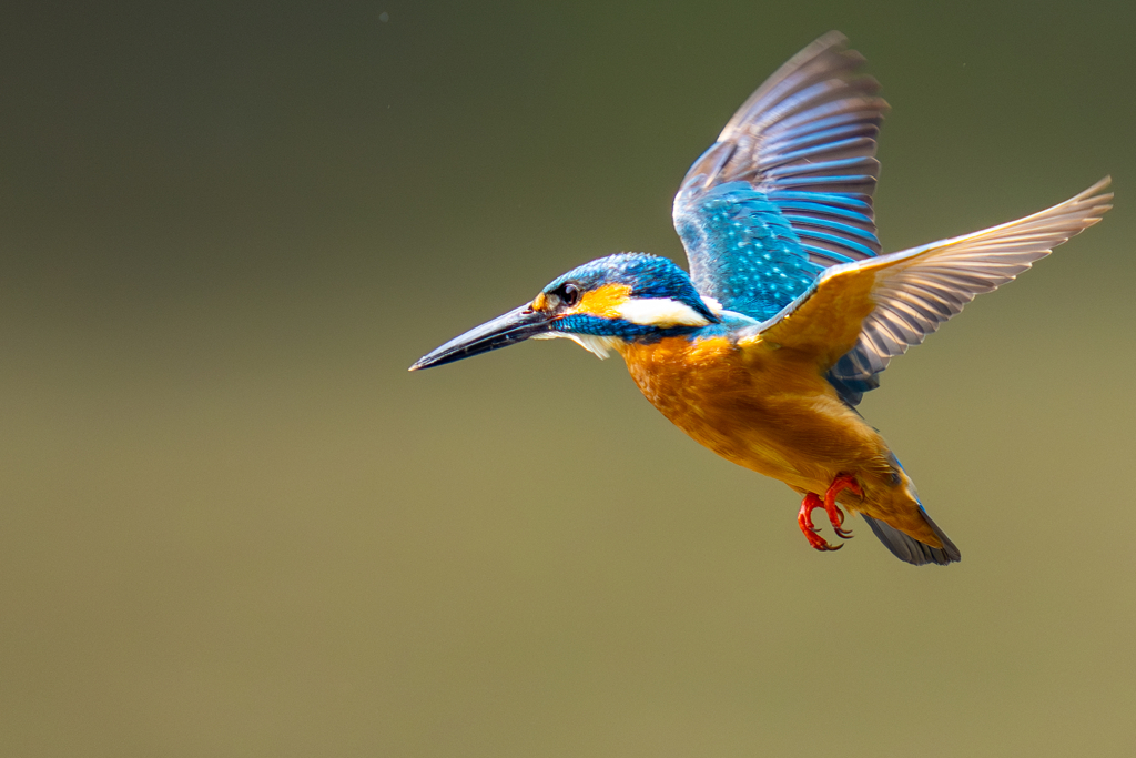カワセミの生活