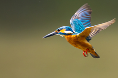 カワセミの生活