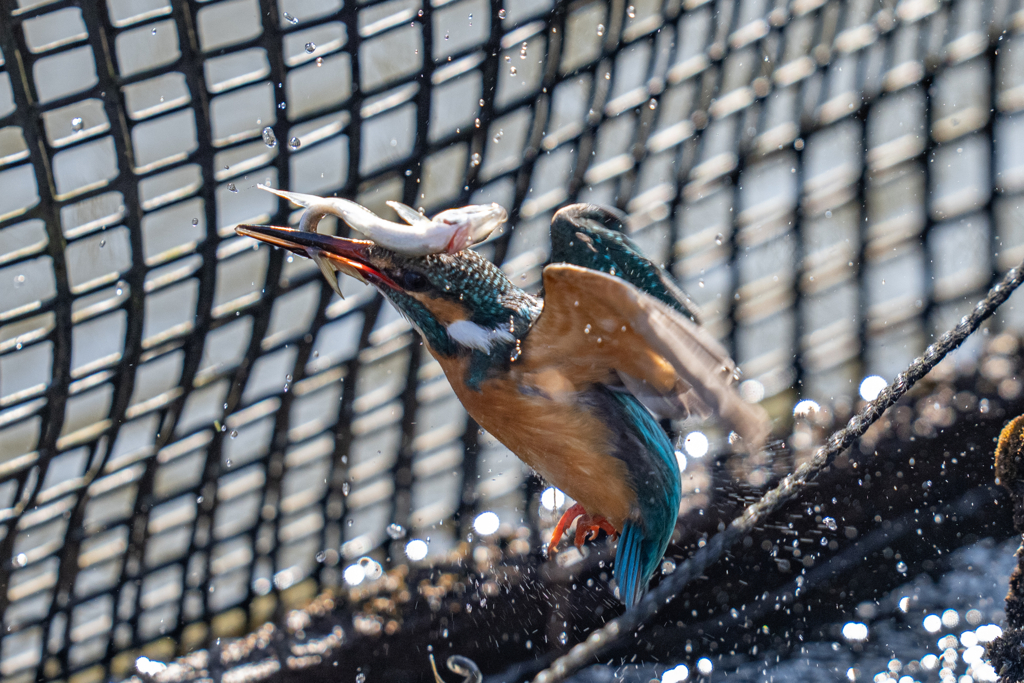 今日のカワセミ