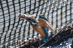 今日のカワセミ