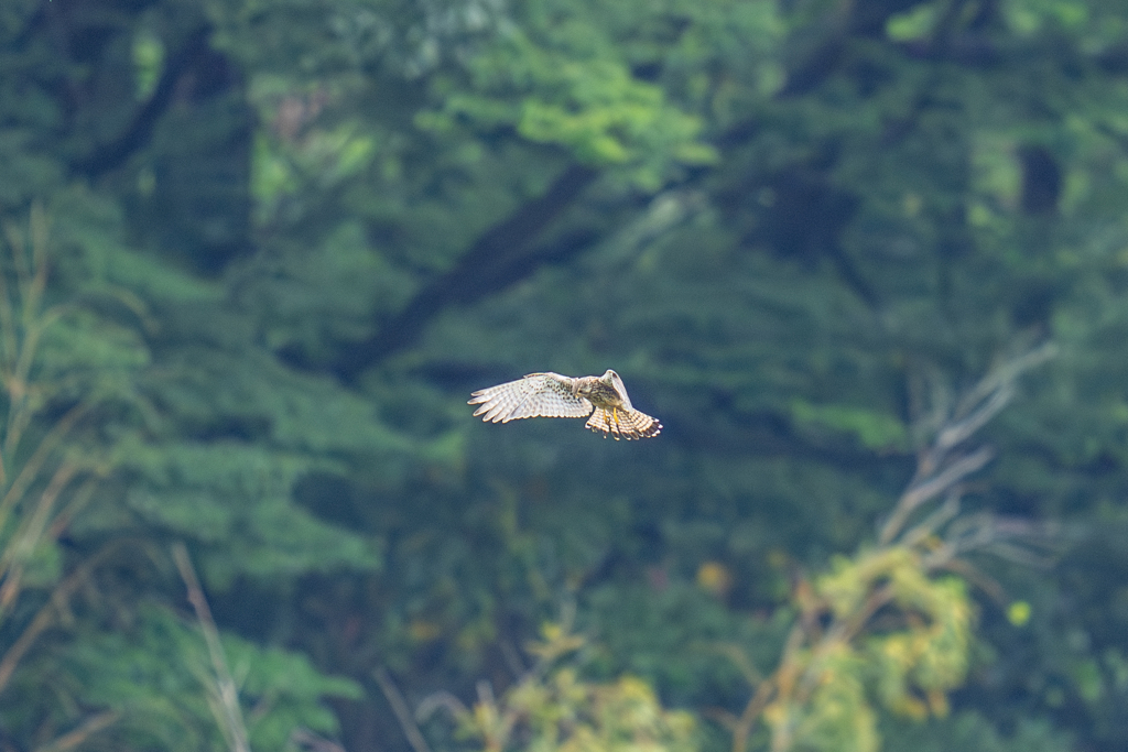 梅雨の新緑ホバ