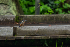 カワセミの生活