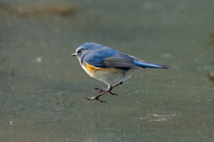 ルリビタキオンアイスショー