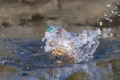 晴れの日カワセミ
