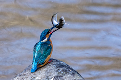 キャッチアンドリリース