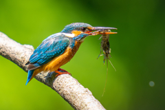 カワセミの生活