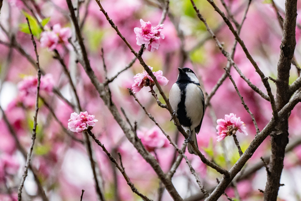 花桃レストラン