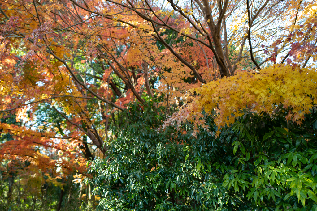 紅葉クリスマス