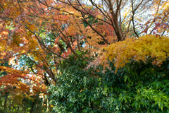 紅葉クリスマス