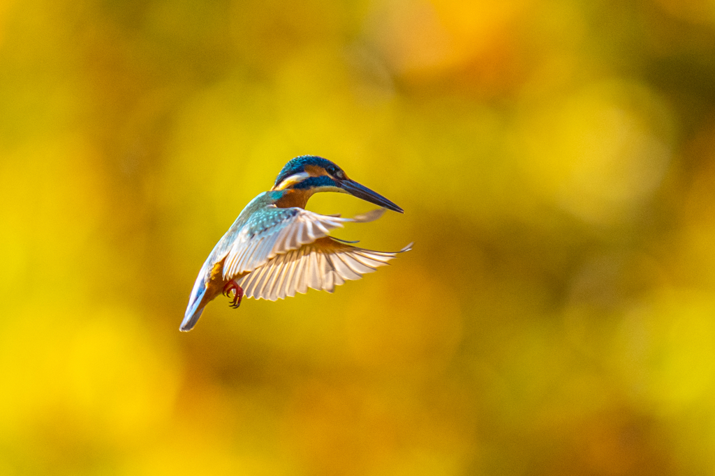 紅葉ホバ　ー　捌ノ型