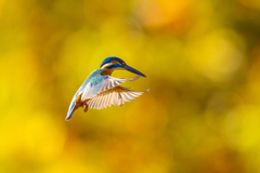 紅葉ホバ　ー　捌ノ型