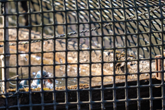 塀の中のカワセミ