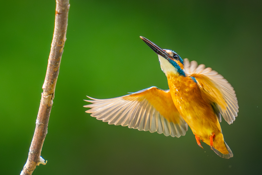 カワセミの生活