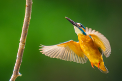 カワセミの生活