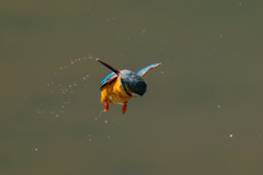カワセミの生活