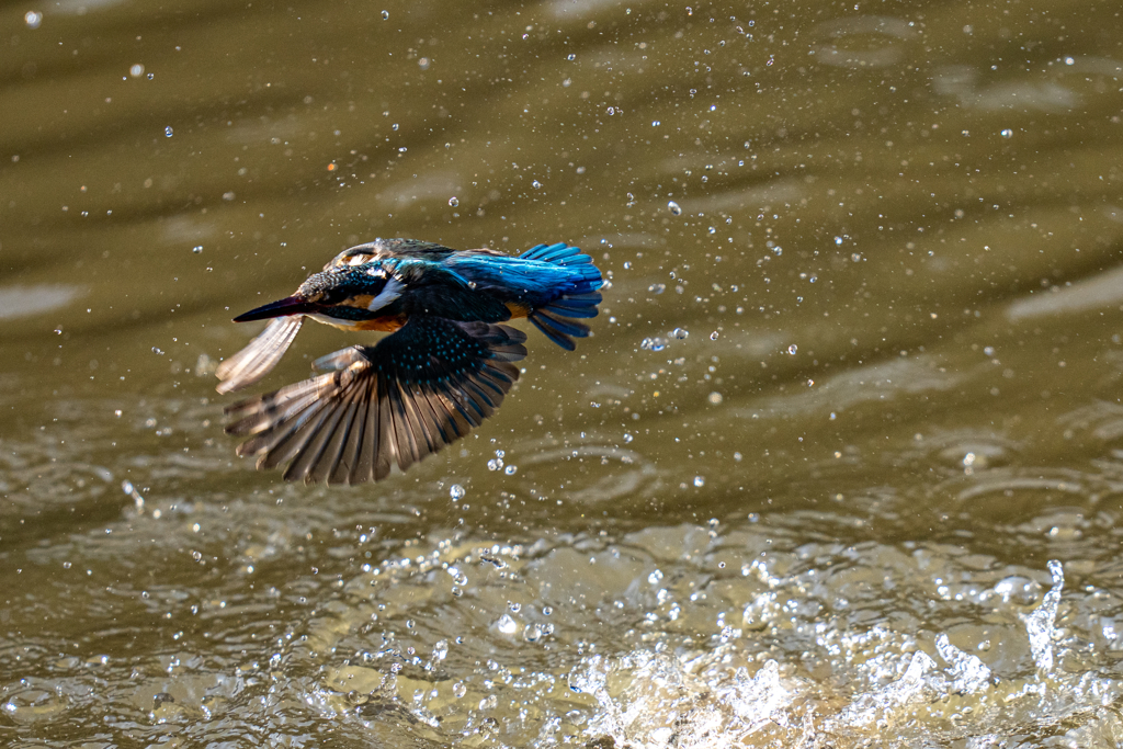 今日のカワセミ