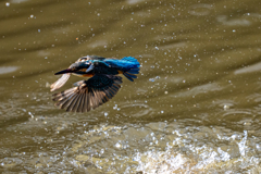 今日のカワセミ