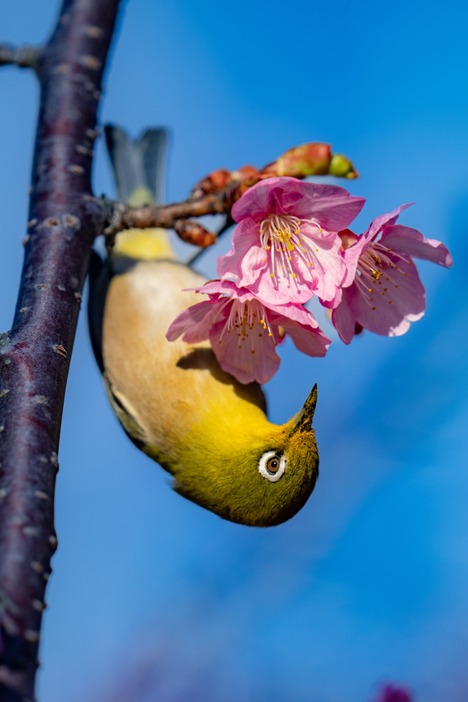 春のメジロ