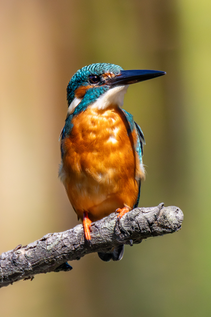 今日のカワセミ