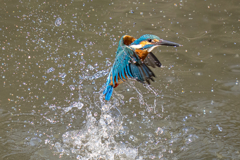 今日のカワセミ