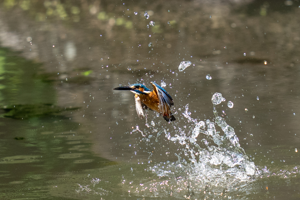 ゴールデンウィークのカワセミ