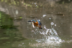 ゴールデンウィークのカワセミ
