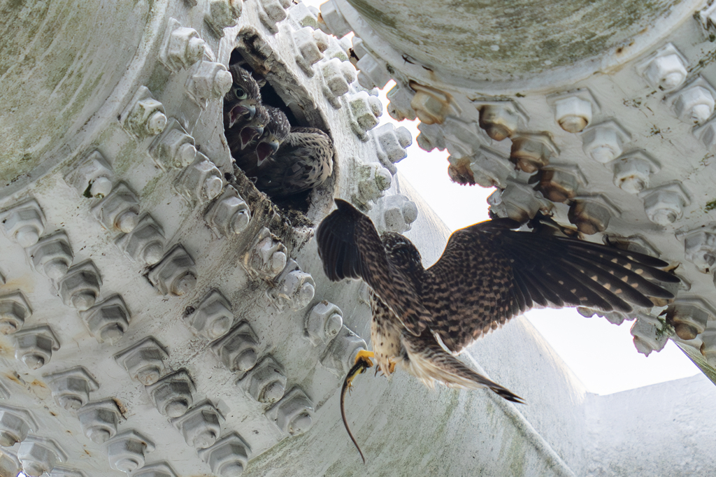 チョウゲンボウの生活