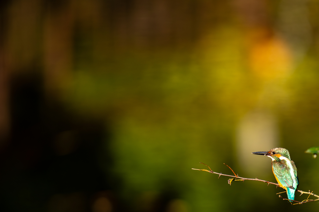 夕陽のカワセミ
