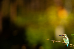 夕陽のカワセミ