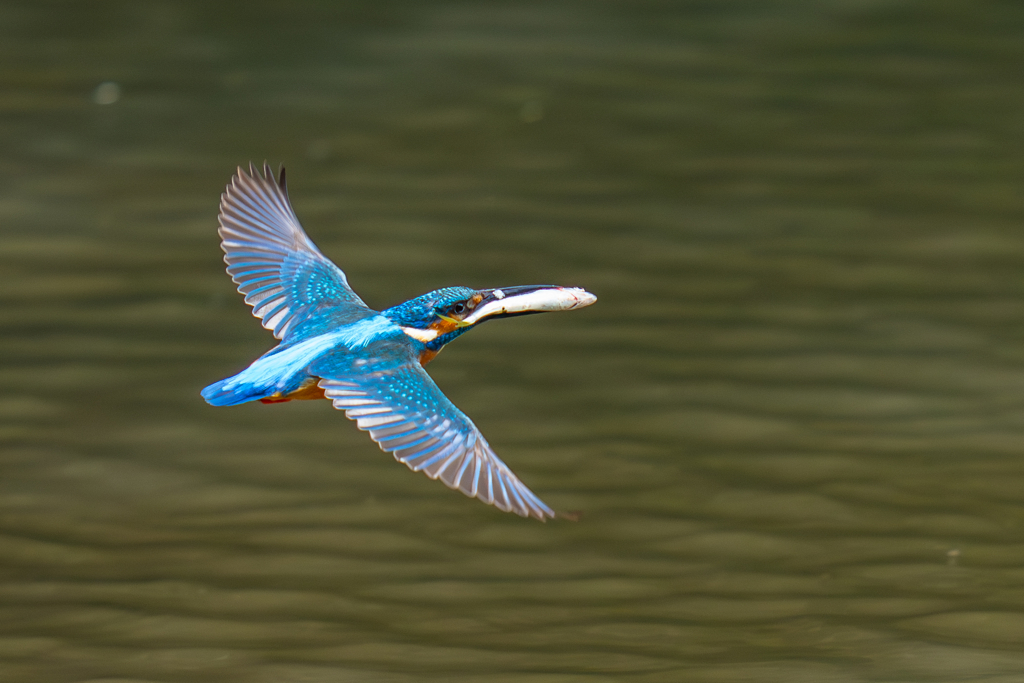 カワセミの生活