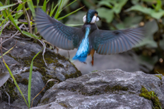 今日のカワセミ