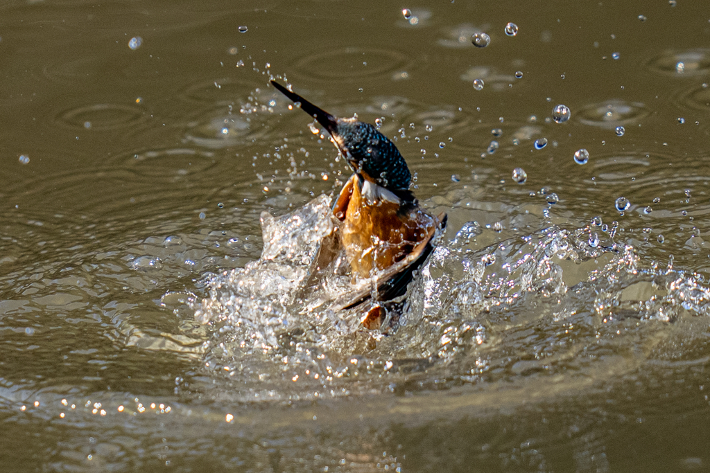 今日のカワセミ