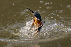 今日のカワセミ