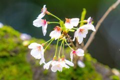 今日の桜