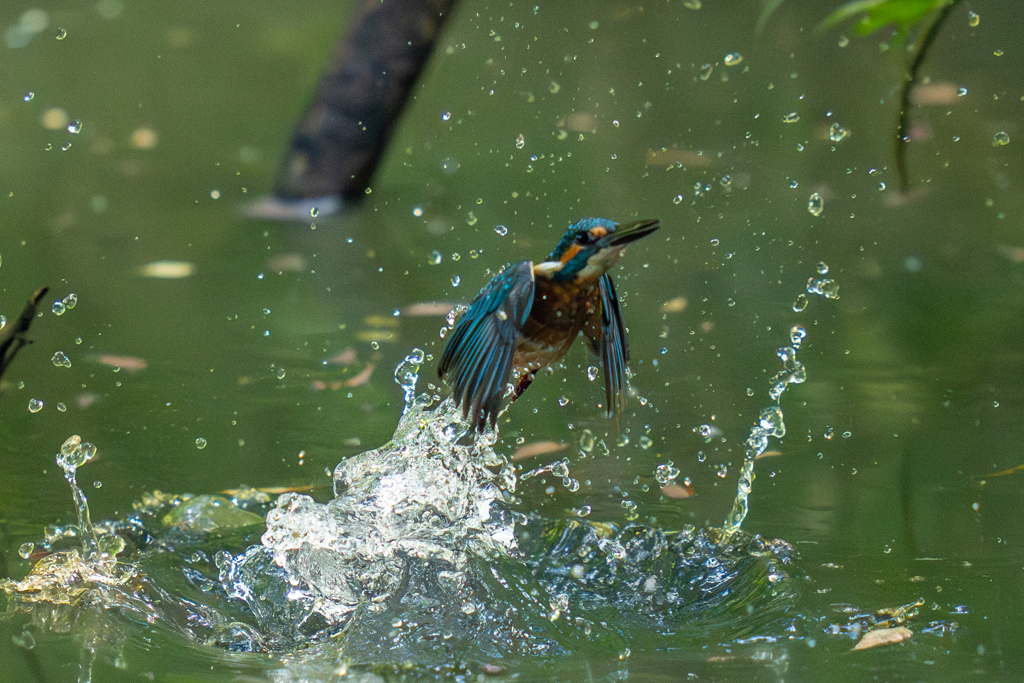 今日のカワセミ