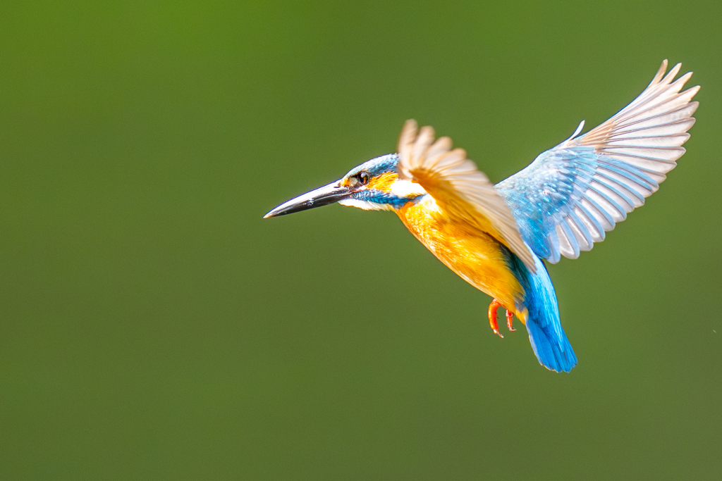 カワセミの生活