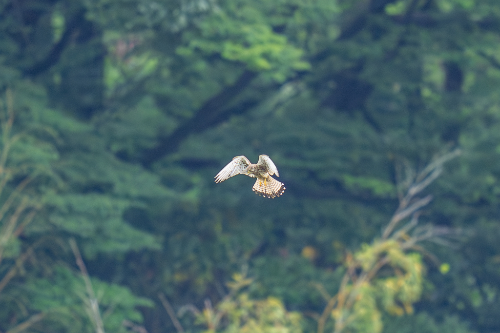 梅雨の新緑ホバ