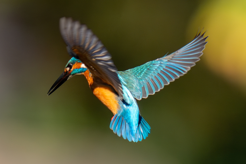 ちょっと紅葉ホバ