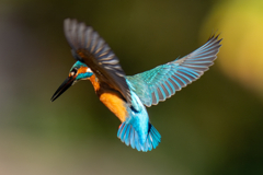 ちょっと紅葉ホバ