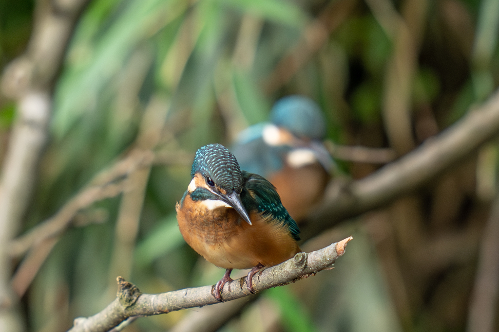 カワセミの生活