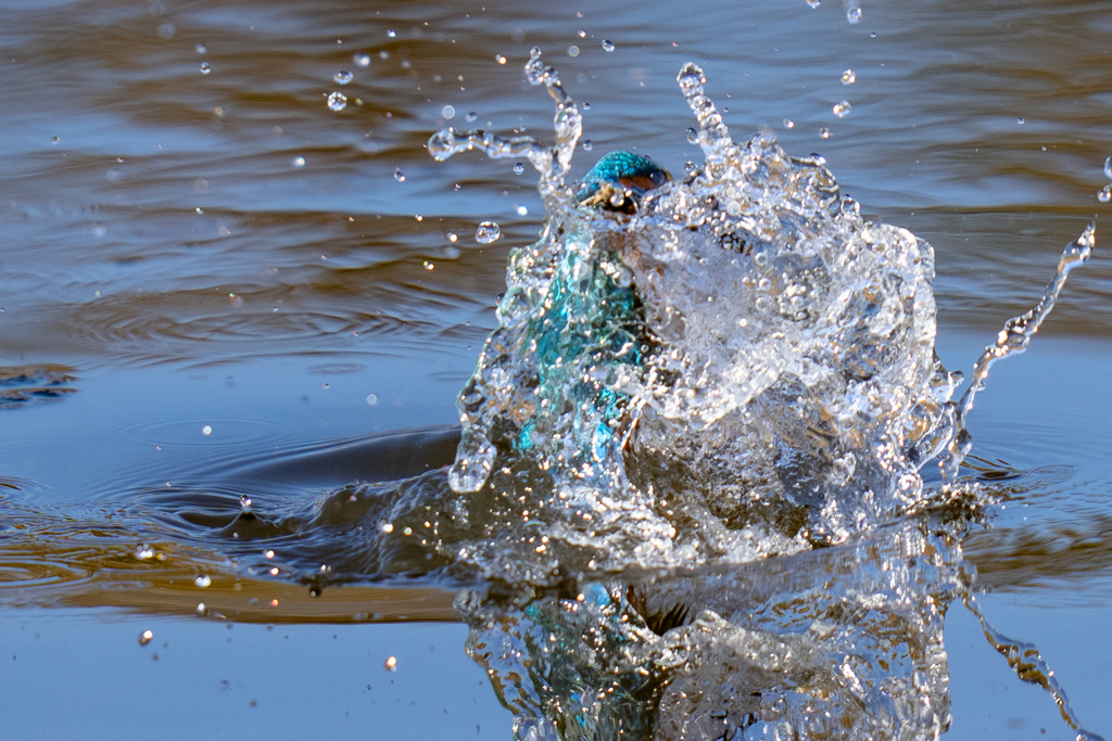 水っぽいカワセミ