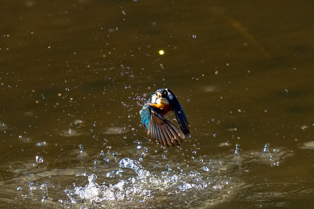 トラッキングカワセミ