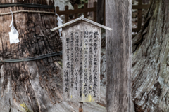 天然記念物　三本杉